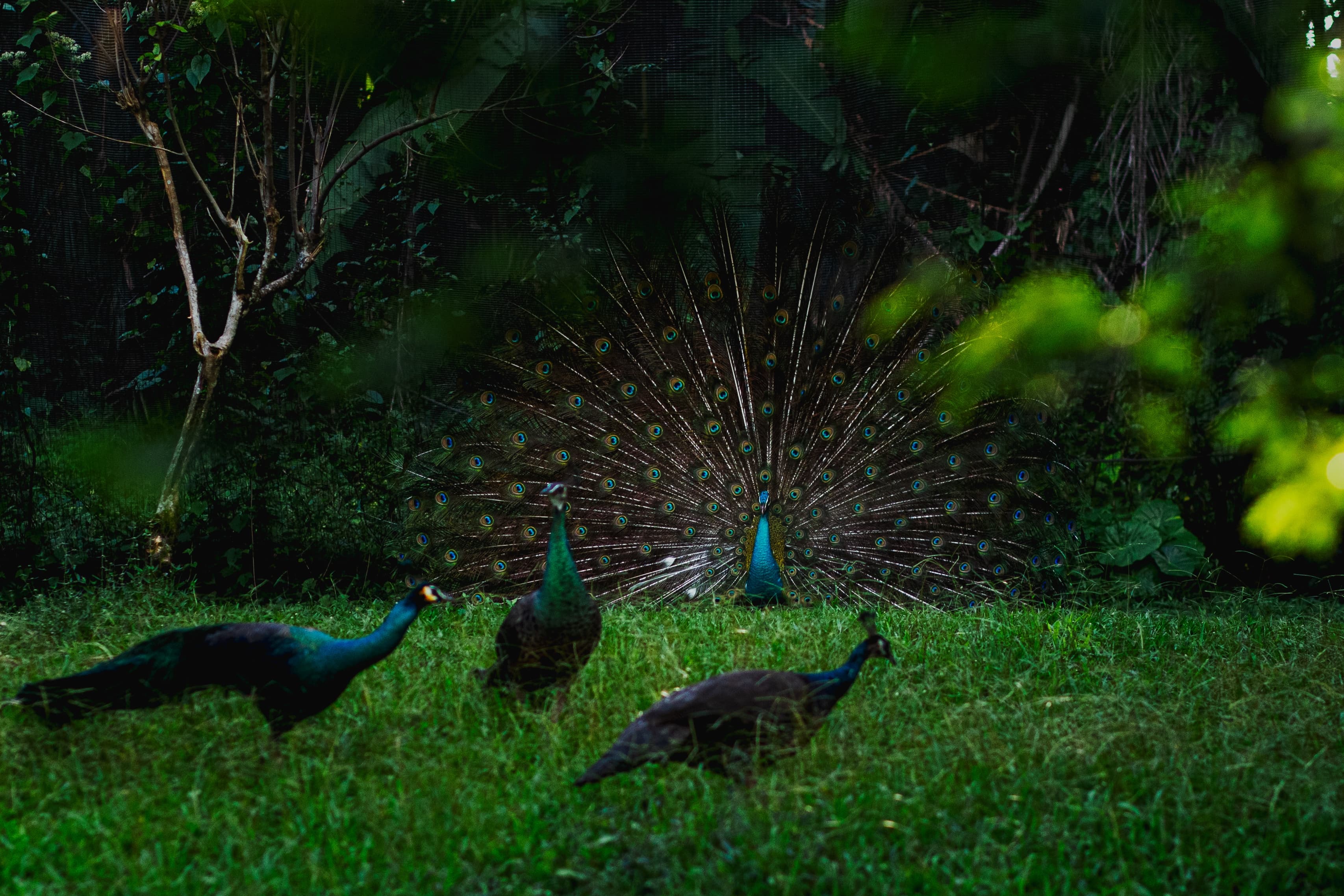 Peacocks